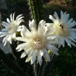 Zwischendurch ein Daaanke