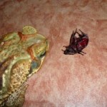 Frosch frißt Käfer