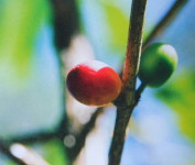 Kaffee aus Altos Teil II