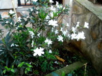 Frühling in Paraguay
